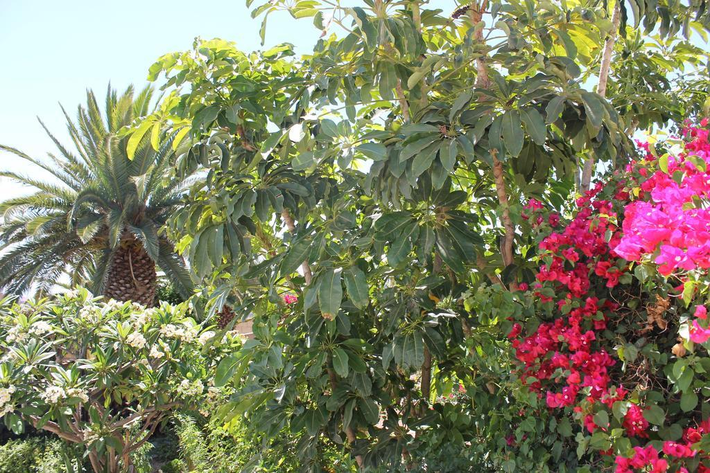 Casa Rural Anton Piche With Pool-Adults Only Granadilla de Abona Kültér fotó